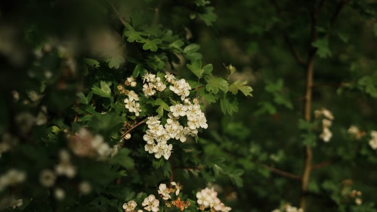 A flower blooming in summer